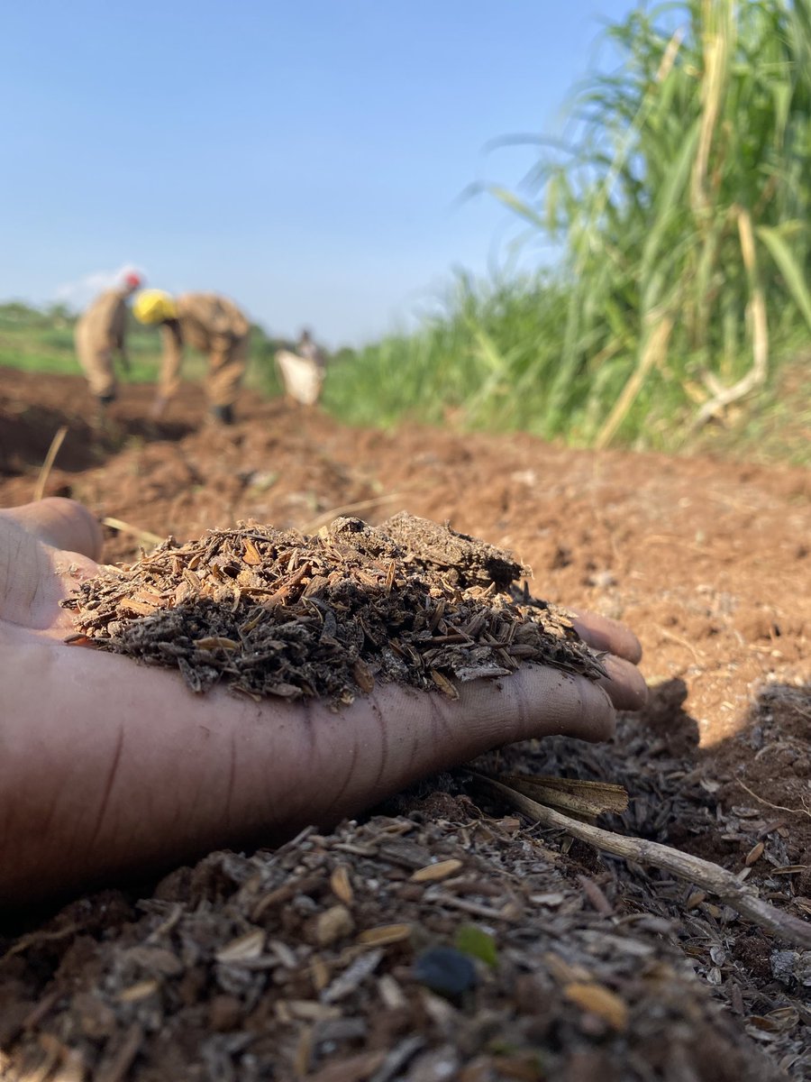 k_heritier250's tweet photo. You become a more positive, peaceful
and harmonic person when you don't
react to people that use you as a mirror for their own self hate, agriculture is key for everything, #food #agriculture #farmer #rwanda #rwandaagriculture #Rab @Africanwomeni10 @FAO @RwandaAgriBoard https://t.co/FAzYph4wu7