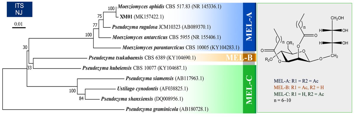 MLSTNews's tweet photo. Efficient production of mannosylerythritol lipids by a marine yeast Moesziomyces aphidis XM01 and their application as self-assembly nanomicelles
https://t.co/GSUCbco0x4 https://t.co/p5CoajuRBF