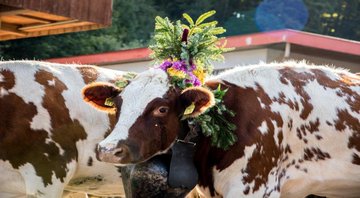 STMediaCH's tweet photo. Noch zum Entdecken!
Grosser #Alpabzug und rustikaler Bauernmarkt in #Plaffeien #Schwarzsee im freiburgischen #Sensebezirk!
700 festlich geschmückte Tiere!
Tipp: Der Schwarzsee ist ein Naturjuwel!
24.9.22.
@fribourgregion @schwarzseef
https://t.co/0XqLuhU5AC https://t.co/8ZYXf31PuZ