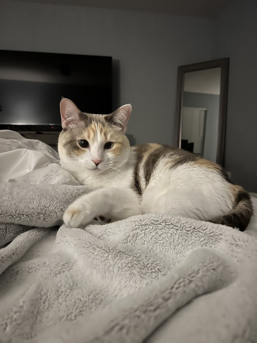 fatfatpankocat's tweet image. We got new bedsheets I wonder if she can tell