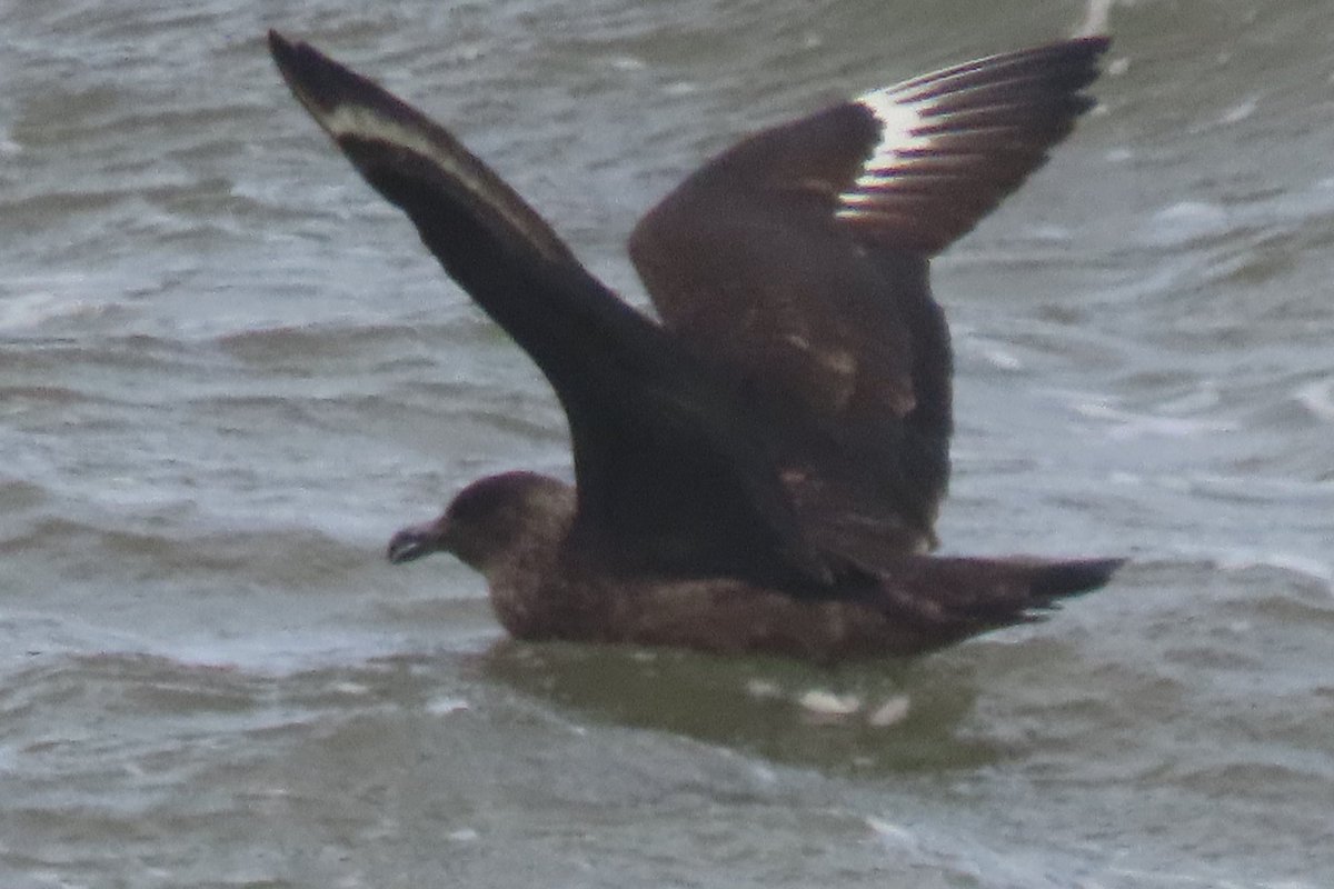 BaileyBirders's tweet photo. Caspian gull and great skua were among the sea birds spotted off of Blakeney Point on Sunday. https://t.co/ZuCdaut9IN