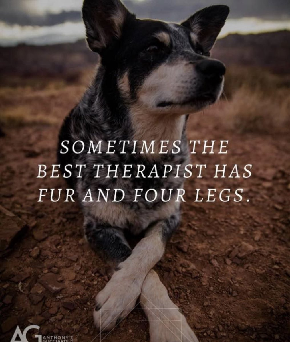 So good to hear the therapy dogs are slowly making their comeback to our critical care units in Cheshire and Mersey - the power of pet therapy should not be underestimated and in <a href="/CMCCN_ODN/">Cheshire and Mersey Critical Care Network</a> we have a network policy for this too #Pettherapy #rehab #lovefromapaw