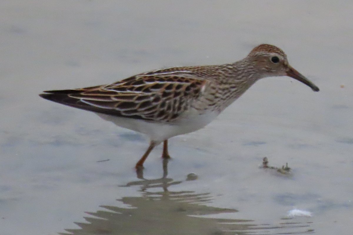 BaileyBirders's tweet photo. The pectoral sandpiper was more obliging yesterday evening at Dernford. The little stint less so: distant and heavily disguised. https://t.co/JDp1HCQqdI