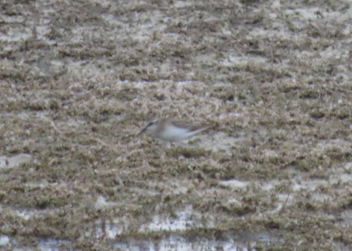 BaileyBirders's tweet photo. The pectoral sandpiper was more obliging yesterday evening at Dernford. The little stint less so: distant and heavily disguised. https://t.co/JDp1HCQqdI