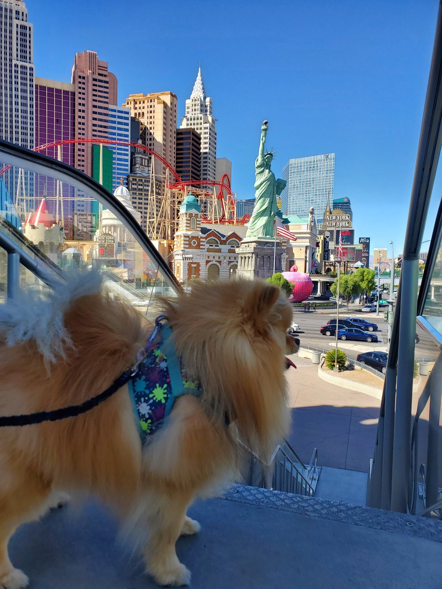 @__Babydoge_Coin @BabyDogeCoin <a href="/BarryEnhanced/">EnhancedBarry</a>  #NationalDogWeek LFG !!
