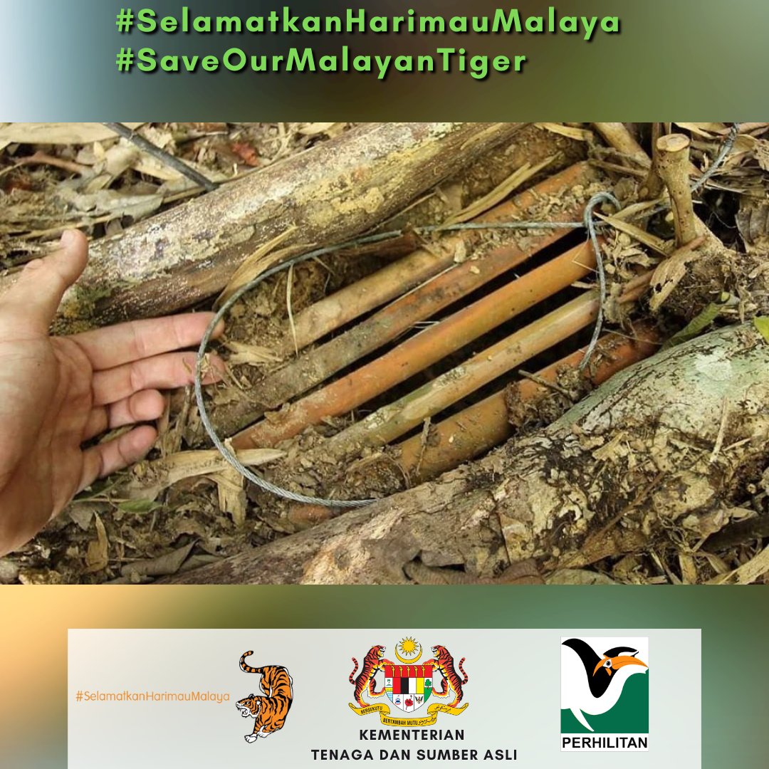Laporkan sebarang jenayah hidupan liar ke Talian Hotline Jabatan PERHILITAN di 1-800-88-5151.
Bersama kita melindungi hidupan liar terutamanya Harimau Malaya demi kepentingan generasi akan datang.
#SelamatkanHarimauMalaya
#SaveOurMalayanTiger