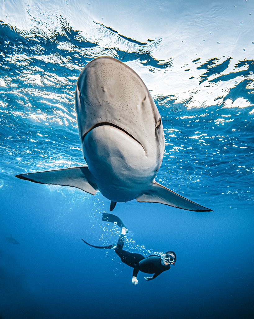 LethalCrysis's tweet photo. REVILLAGIGEDO. ¿Un bañito entre tiburones? https://t.co/0PhejnwCah