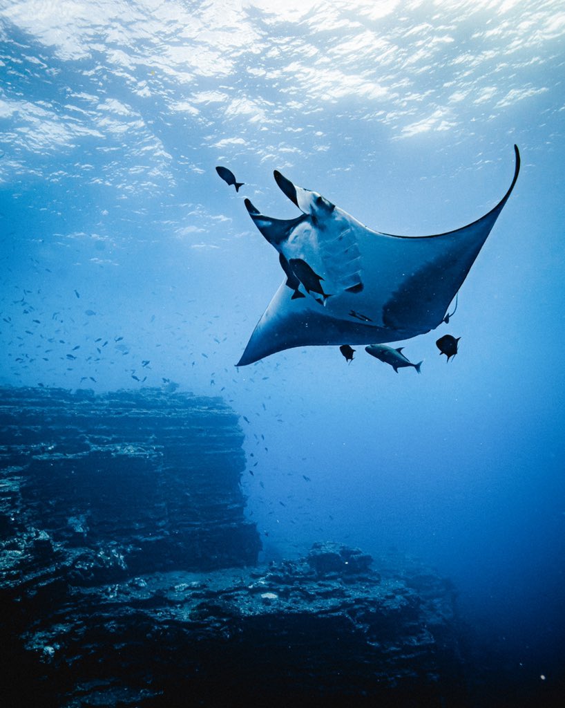 LethalCrysis's tweet photo. REVILLAGIGEDO. ¿Un bañito entre tiburones? https://t.co/0PhejnwCah