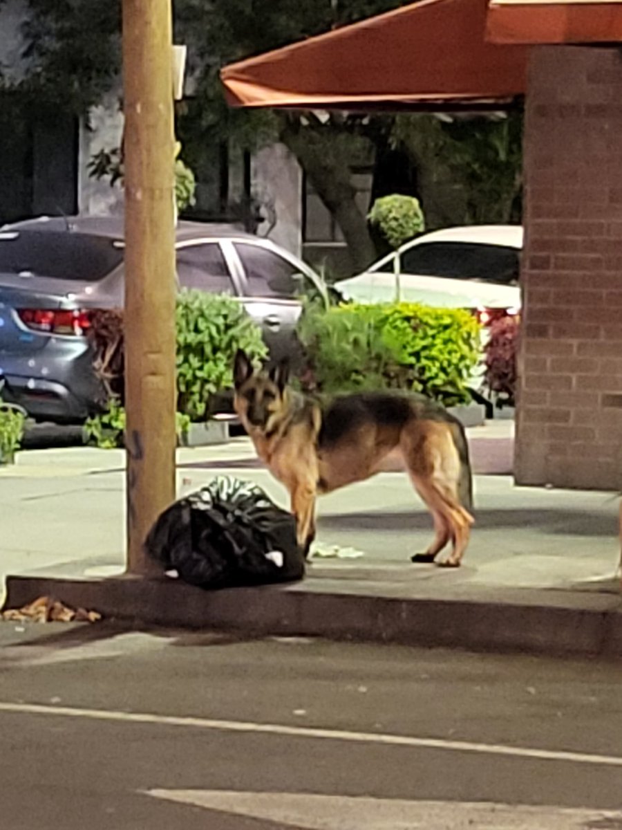 alexjoloy's tweet photo. Unos segundos antes del temblor, vi un Pastor Alemán en la calle, sin correa ni collar. Iba a esperarme a mañana para subir la foto e información, pero ya que todos están despiertos, aprovecho. 

Pastor Alemán en la calle Atlixco, Condesa. Visto a la 1:15 am del jueves 22 de sep. https://t.co/6xVcZNjGJ8