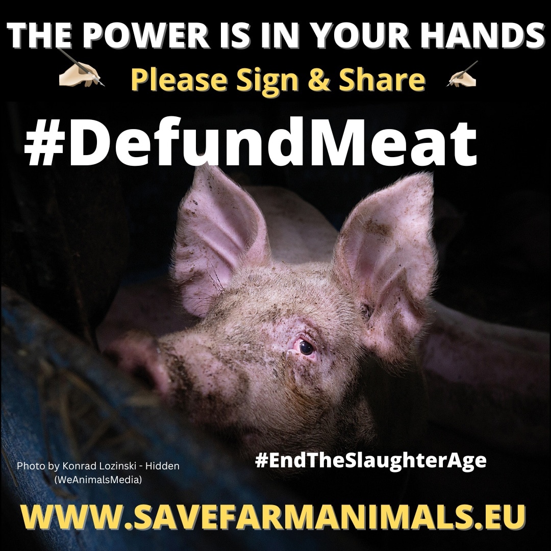 ETSA_Ireland's tweet photo. #DefundMeat #DefundDairy #endtheslaughterage
END SLAUGHTER OF FARMED ANIMALS - Ask the European Commission to subsidise Ecological Alternatives to Livestock farming 🙏Sign the 'End the Slaughter Age' European Citizens Initiative at:
https://t.co/MRohbrK706
Or
@ Link in the Bio🙏 https://t.co/tpEeWg9TfE
