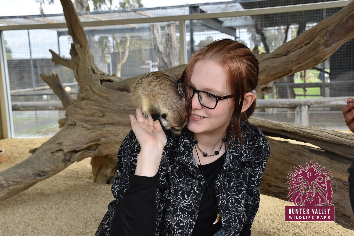 fullmoonfoxs's tweet photo. ✨🧡💛MEERKAT WITH THE FAM💛🧡✨ https://t.co/TtdqJtjcPv