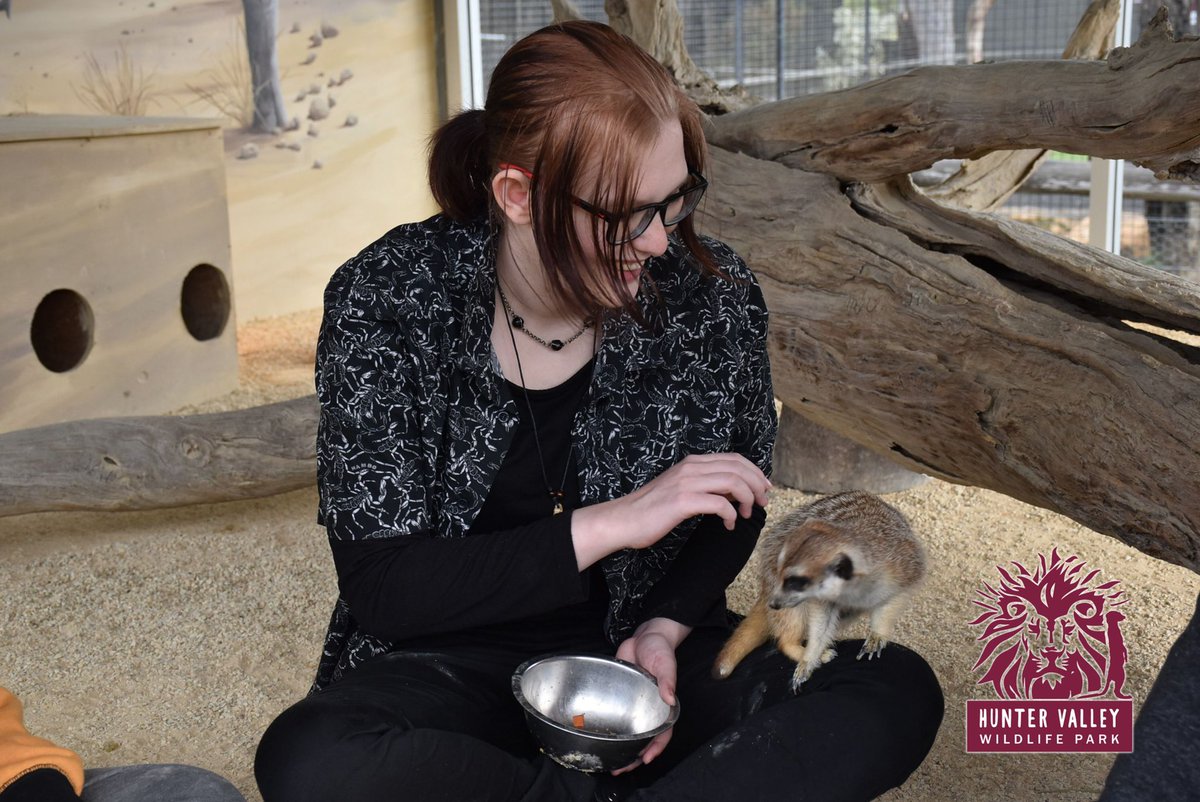fullmoonfoxs's tweet photo. ✨🧡💛MEERKAT WITH THE FAM💛🧡✨ https://t.co/TtdqJtjcPv