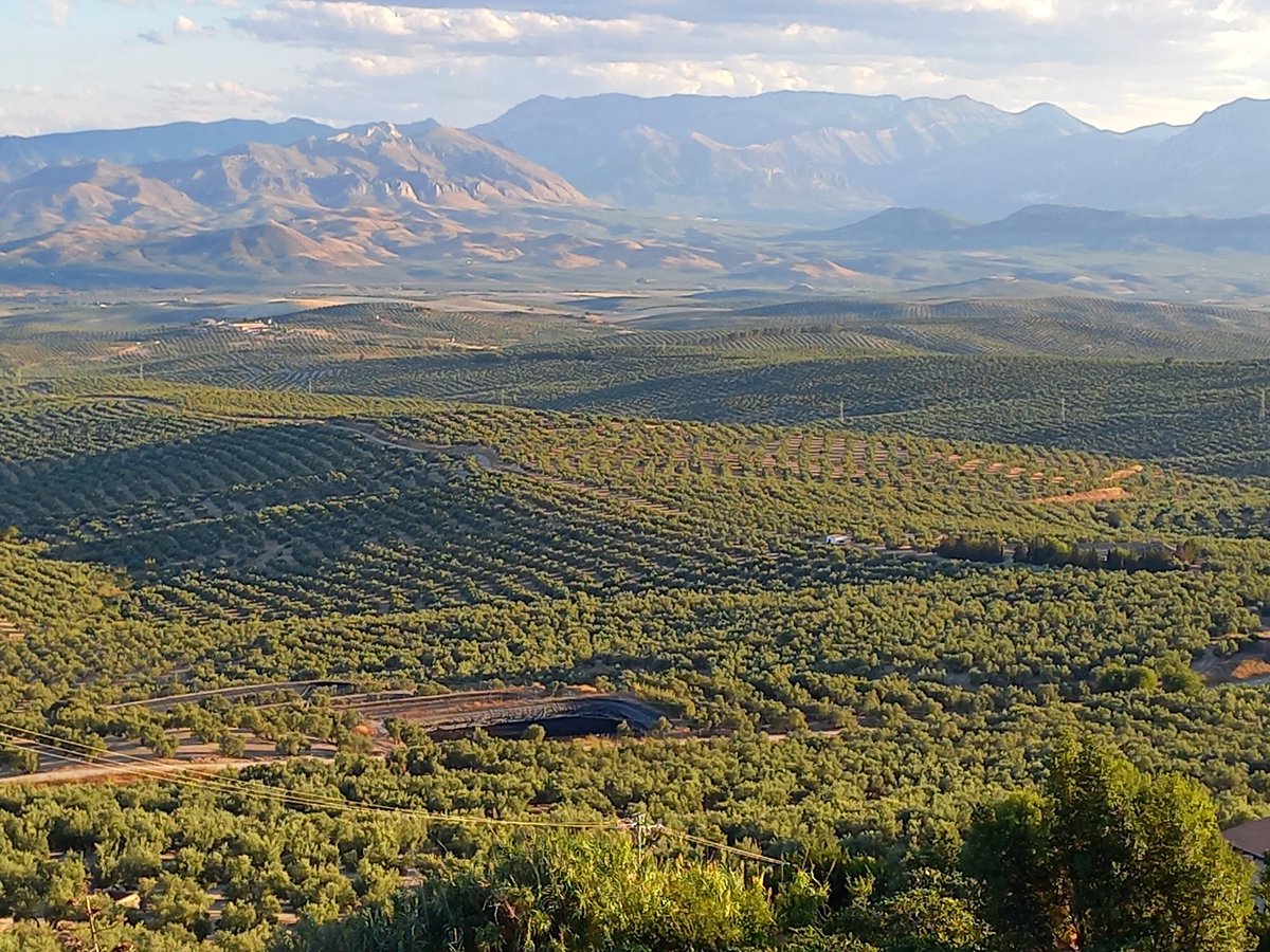 Santi_MBarajas's tweet photo. De los 2.751.000 has de olivos que hay en España, 852.000 ya se han puesto en riego, y la transformación en regadío continua inexorablemente. Ello nos está llevando directos a un colapso hídrico, especialmente en la mitad sur del país.
Hay que poner freno a esta locura. https://t.co/k2v7mkwKpL