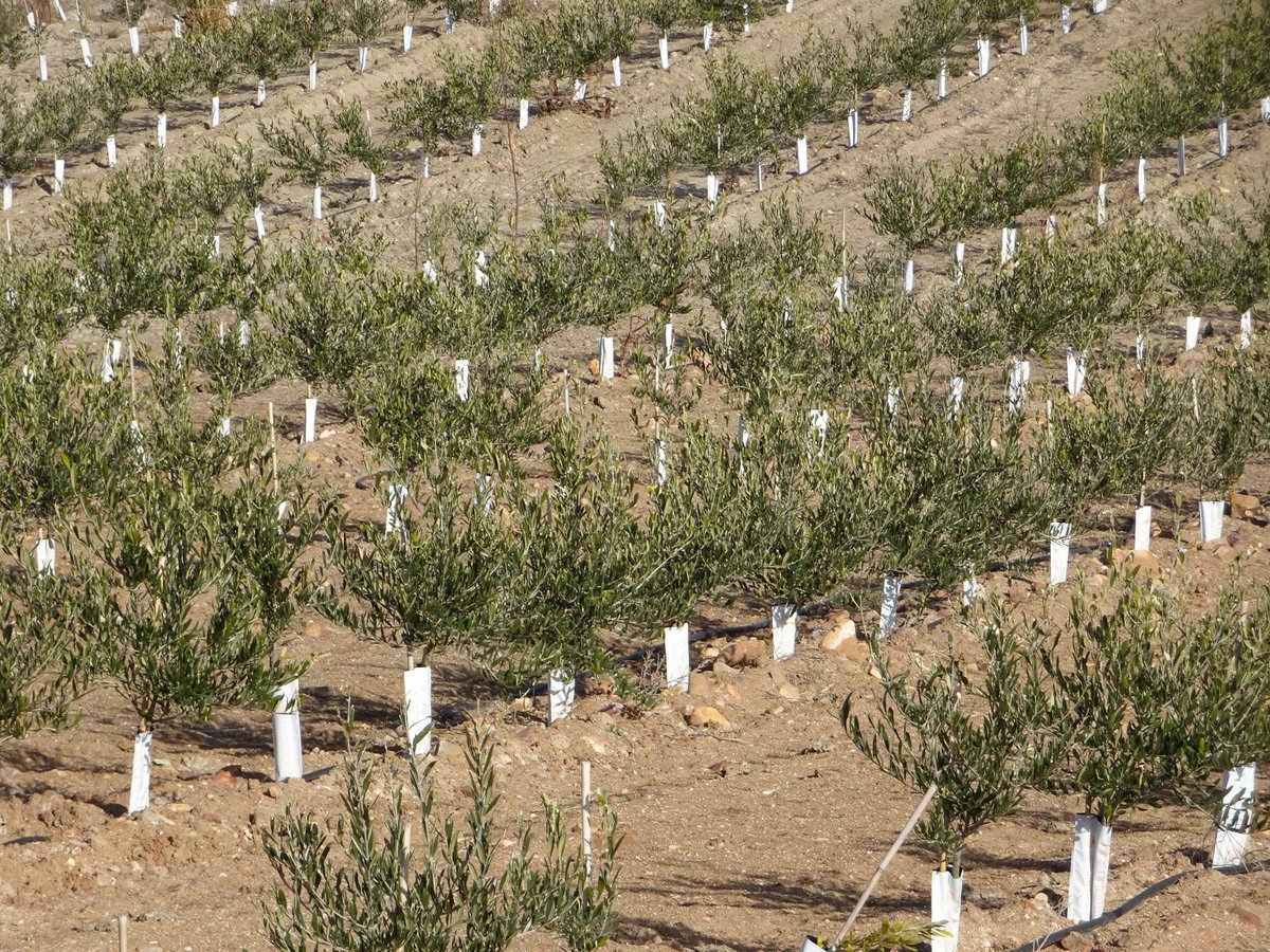 De los 2.751.000 has de olivos que hay en España, 852.000 ya se han puesto en riego, y la transformación en regadío continua inexorablemente. Ello nos está llevando directos a un colapso hídrico, especialmente en la mitad sur del país.
Hay que poner freno a esta locura.