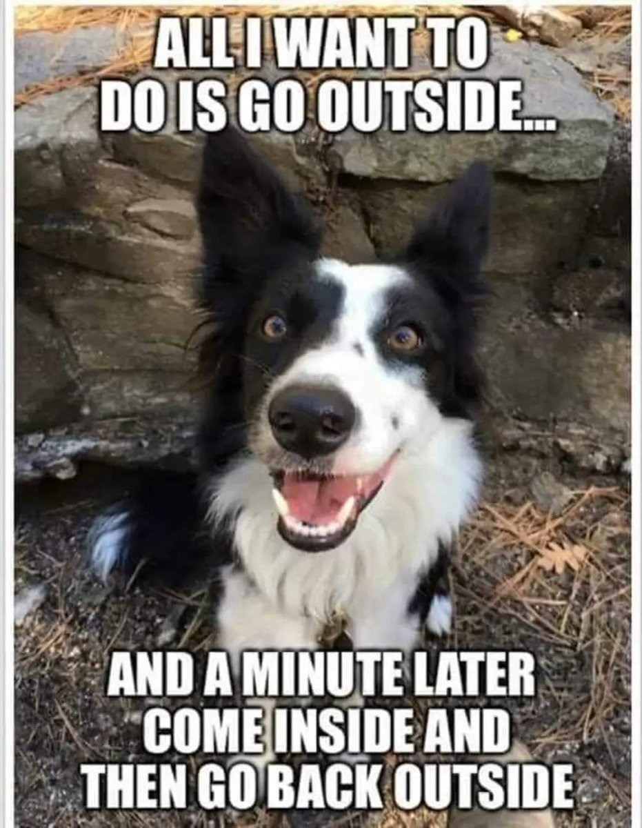 HartCollie's tweet photo. I'm sure we all recognise this 🤪🤣

🖤🤍🖤🤍🖤🤍🖤🤍🖤🤍🖤🖤 https://t.co/dQYIe3tGZC