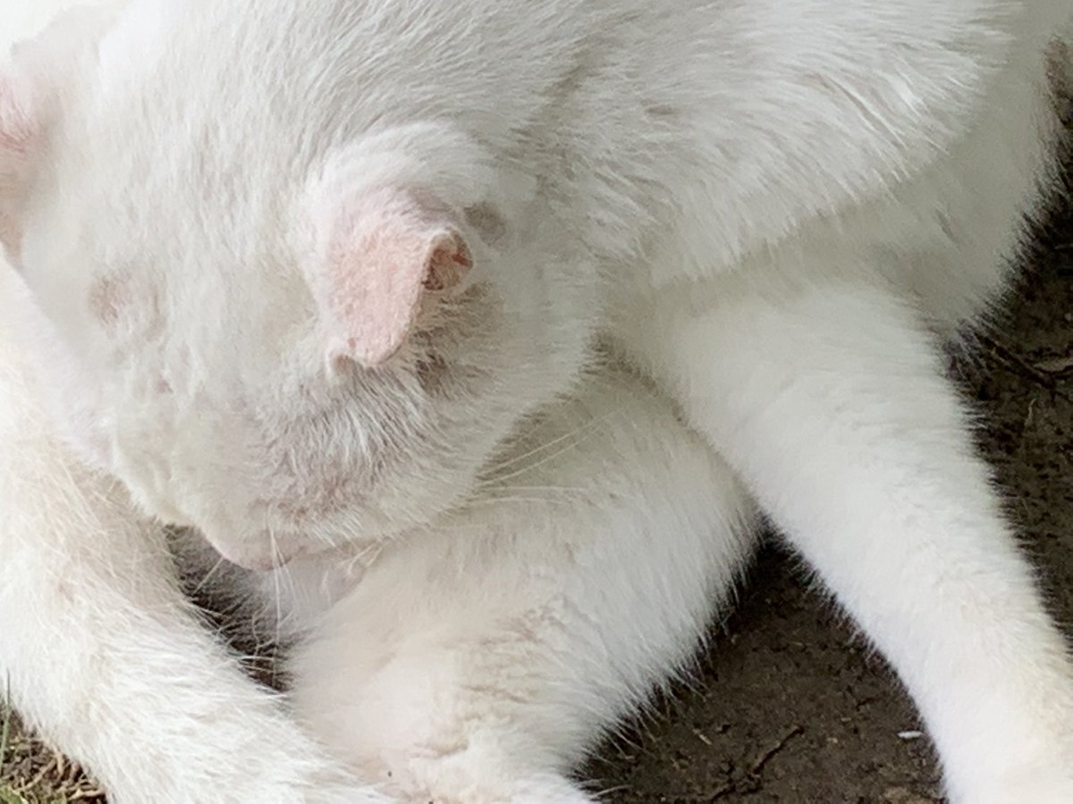 新疆买买提大仙 tweet media