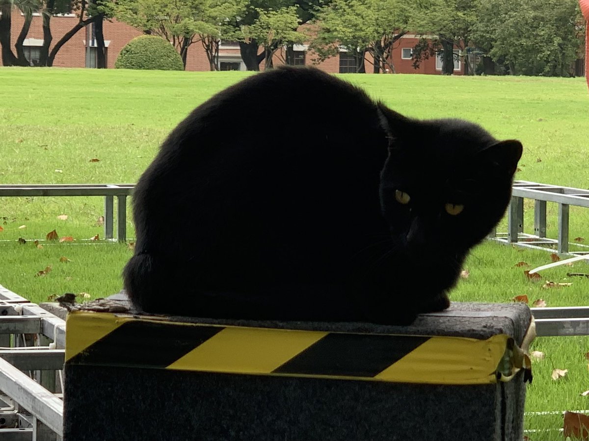 新疆买买提大仙 tweet media