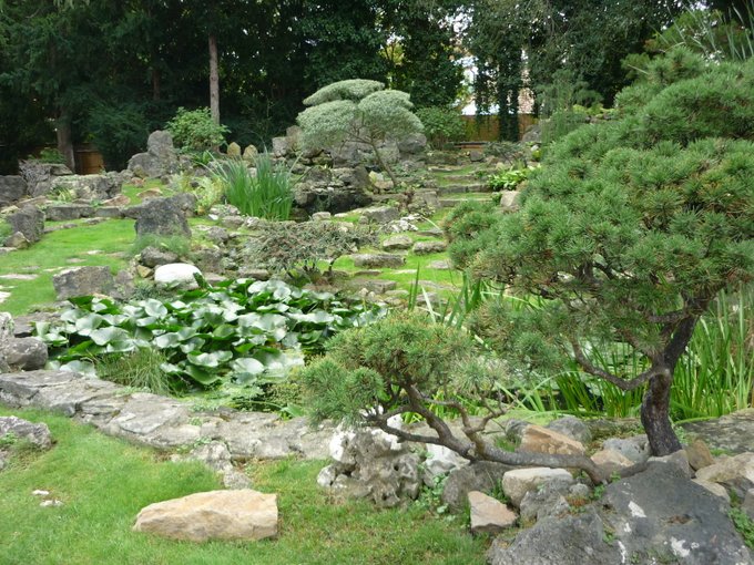 Small Japanese garden at Schönbrunn. Bonsai-like trees and shrubs. Stone-delimited lily pond.