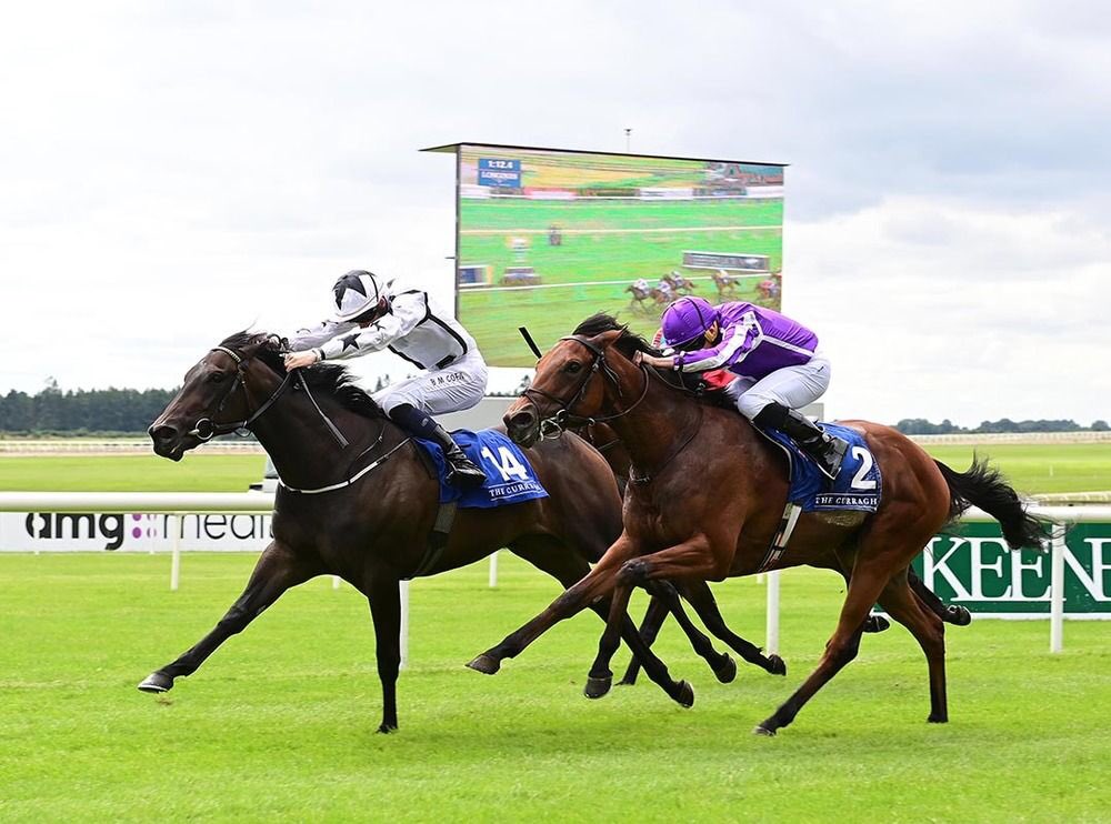 NBradleyRacing's tweet image. The calm before the storm @NewmarketRace #Oscula G2 #Marshman G1 #Wavemachine G1 supporting cast #AngelDeLuz #ZebraStar A big weekend at HQ for @NBradleyRacing 🤞