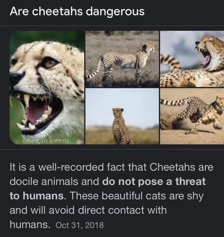 therealsodanger's tweet photo. @kirawontmiss The only way I’m gonna be taking down a cheetah is for a nap after I pet it with my bare hands https://t.co/GJUyknmAwD