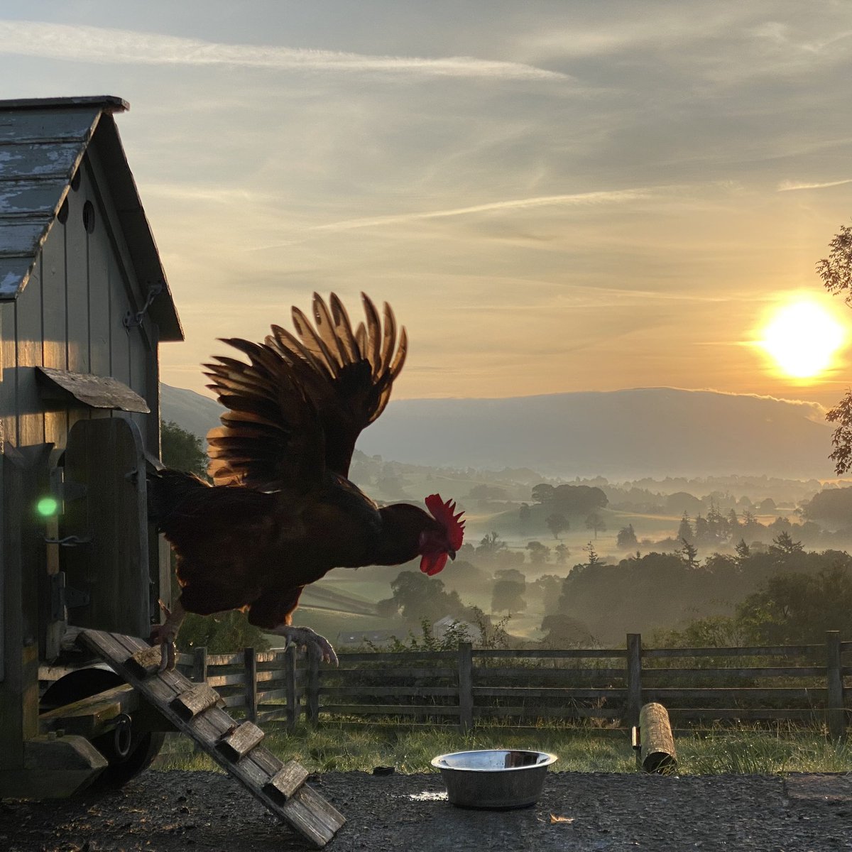 woolismybread's tweet photo. Romeo eager to start the day ☀️ https://t.co/F4oe6dtzUA