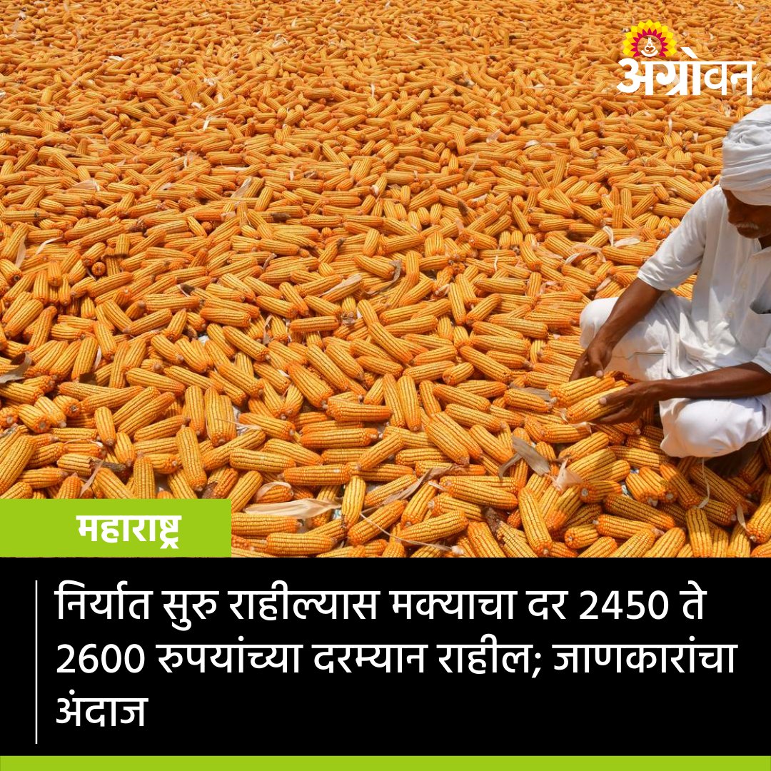 AGROWON's tweet photo. सध्या मक्याला चांगली मागणी आहे. निर्यात अशीच सुरु राहील्यास मक्याचा दर २ हजार ४५० ते २ हजार ६०० रुपयांच्या दरम्यान टिकून राहील, असा अंदाज जाणकारांनी व्यक्त केला आहे.
#Agrowon #AgrowonForFarmers #AgricultureNews #AgricultureMarket #MaizeExport #MaizeRate #MaizeFarming #MarketRate https://t.co/47MfRSj1Cq