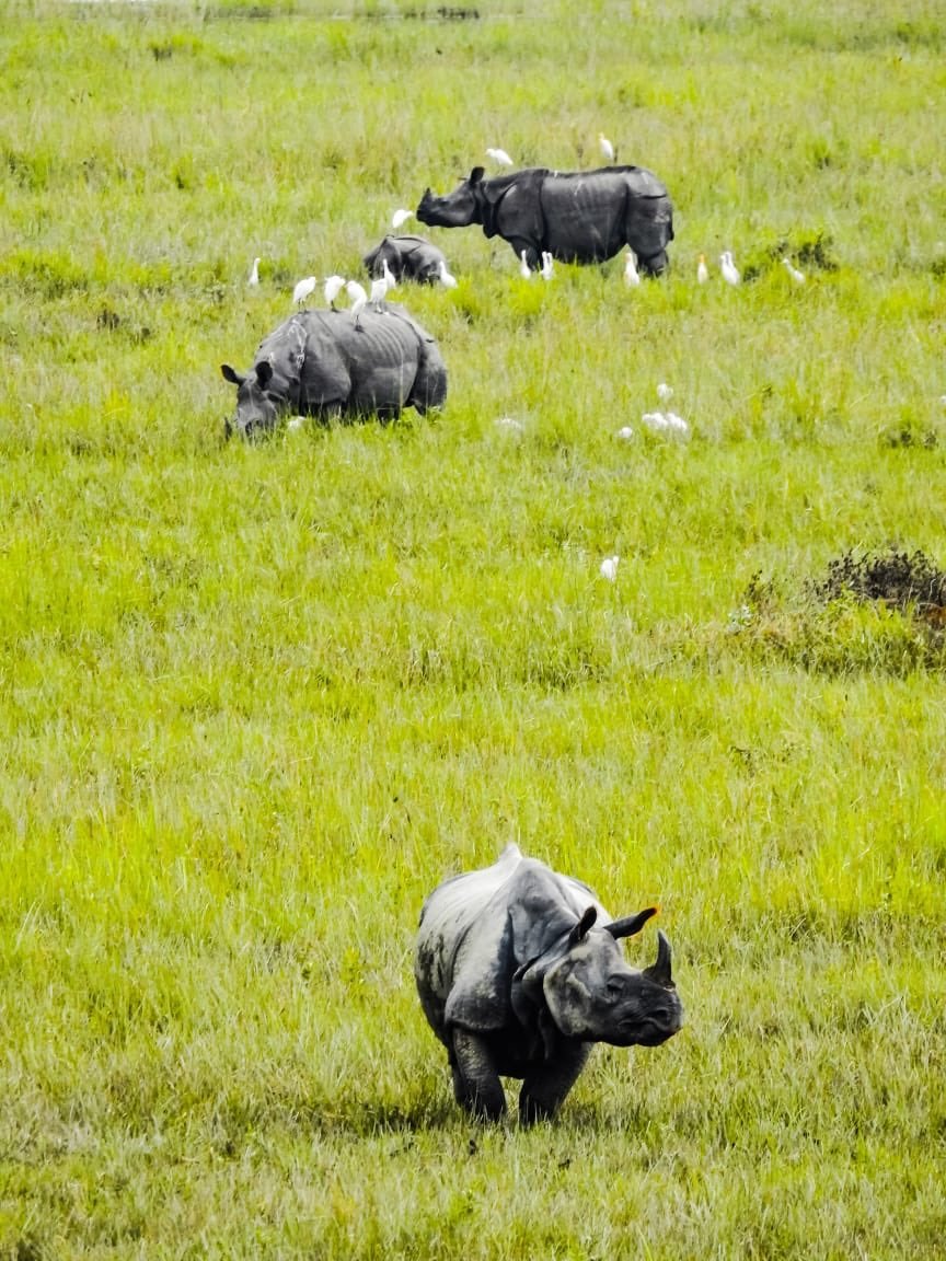 kaziranga_'s tweet photo. On #WorldRhinoDay 2022 and the first anniversary of consigning a record number of Rhino horns to flame, we reaffirm our commitment to protect the largest population of Rhino in the world. 
A warm Greetings to all on World Rhino Day. #FiveRhinoSpeciesForever https://t.co/AgJGMmloIr