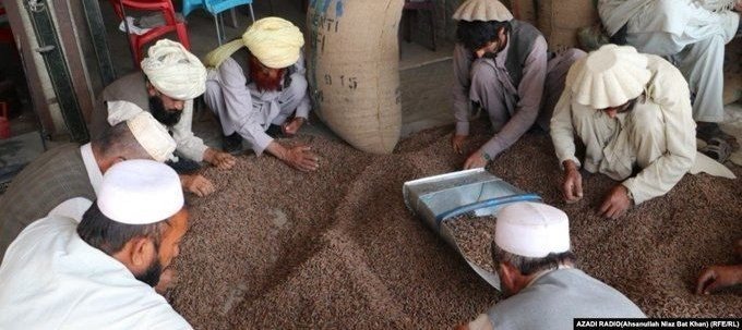 dev_beritaislam's tweet photo. Kementerian Perindustrian dan Perdagangan mengatakan bahwa dalam enam bulan pertama tahun ini, #Pine_Nuts. senilai 19 juta dolar telah diekspor dari #Afghanistan. Kementerian menambahkan bahwa dalam waktu dekat 18 ton Pine Nuts akan diekspor ke #Italia.
🤭 iri bilang donk https://t.co/so5wqhG2lH