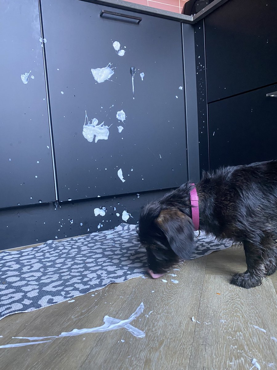 MMachteld's tweet photo. Ik - onhandig
Hond - handig
#kwark https://t.co/UJPjnENANR