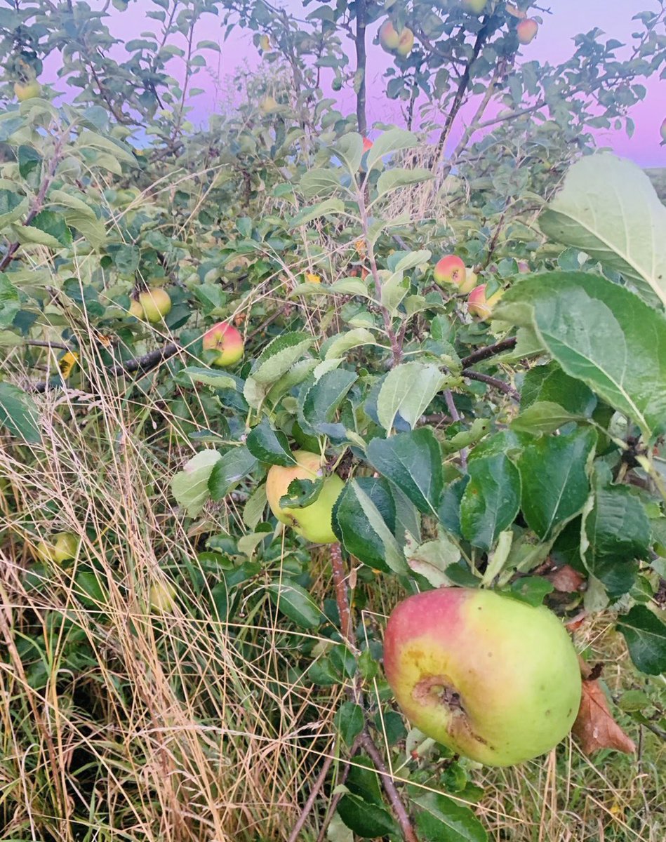 FoodandNutrition (@ashvillehomeec) on Twitter photo We’re looking forward to lessons today with our YR 8 pupils! Thank you to Mr Austin for allowing us to pick apples from his garden - Helping to reduce our carbon footprint, the use of plastic and learn about the cost of food inflation <a href="/AshvilleCollege/">Ashville, Harrogate</a> We’re looking forward to lessons today with our YR 8 pupils! Thank you to Mr Austin for allowing us to pick apples from his garden - Helping to reduce our carbon footprint, the use of plastic and learn about the cost of food inflation <a href="/AshvilleCollege/">Ashville, Harrogate</a>