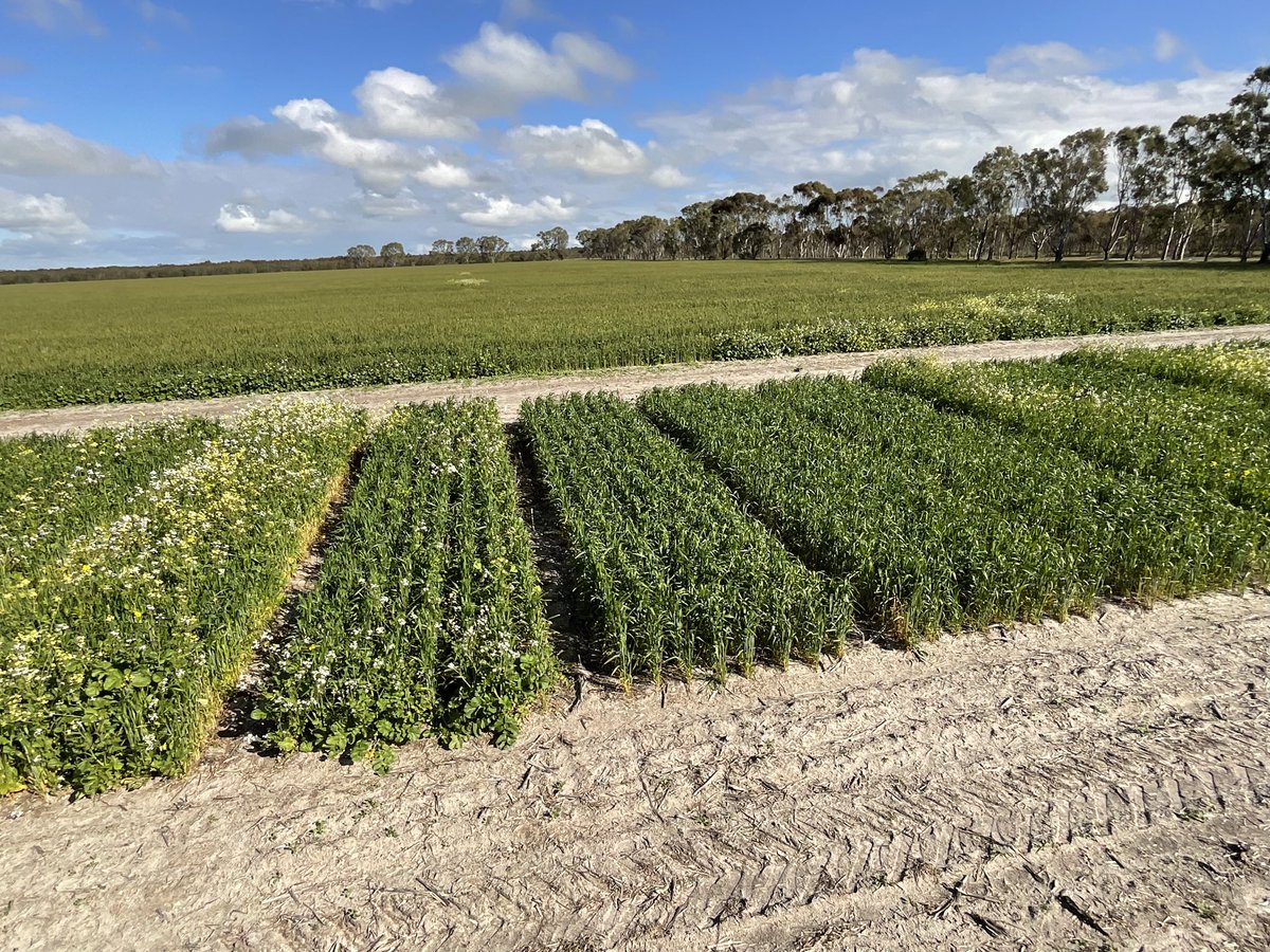 For any Esperance Farmers interested in seeing some handy new herbicides from Bayer for Grass and BL weeds in cereals. 
Trial Site Tomorrow Friday 23rd, Flemingrove Road, Gibson
        8:30am to 9:30 &amp;
        11:00am to 12:00

33.56049° S, 121.88789° E