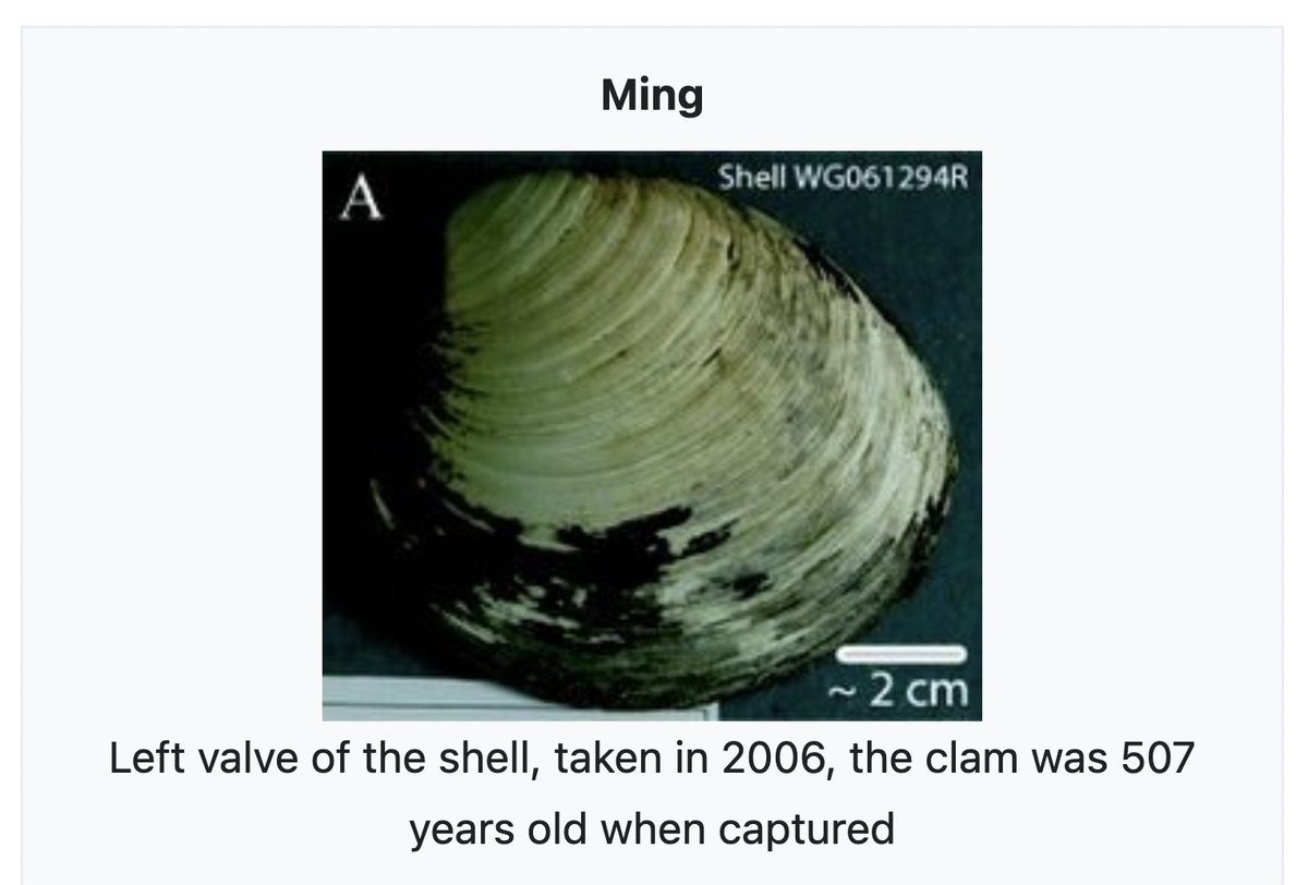 depthsofwiki's tweet image. still unreasonably sad about the time researchers killed a 507-year-old animal. RIP little guy