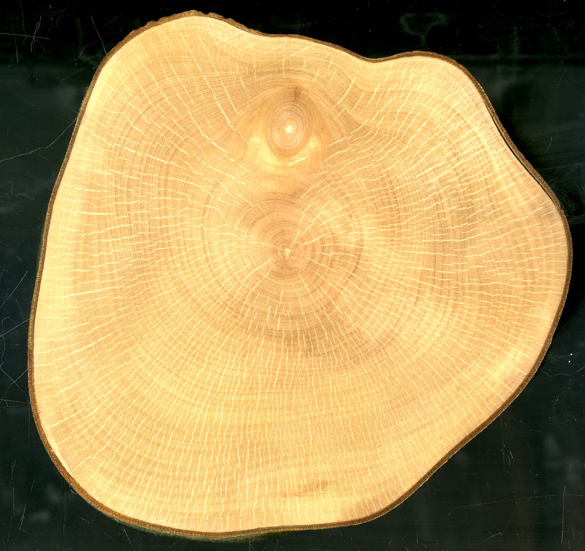 Q&amp;A time
Q: What's this picture?
A: That's the growth ring of the lateral branch from No. 92 ancient tea tree in Xiangfeng Tea Garden.