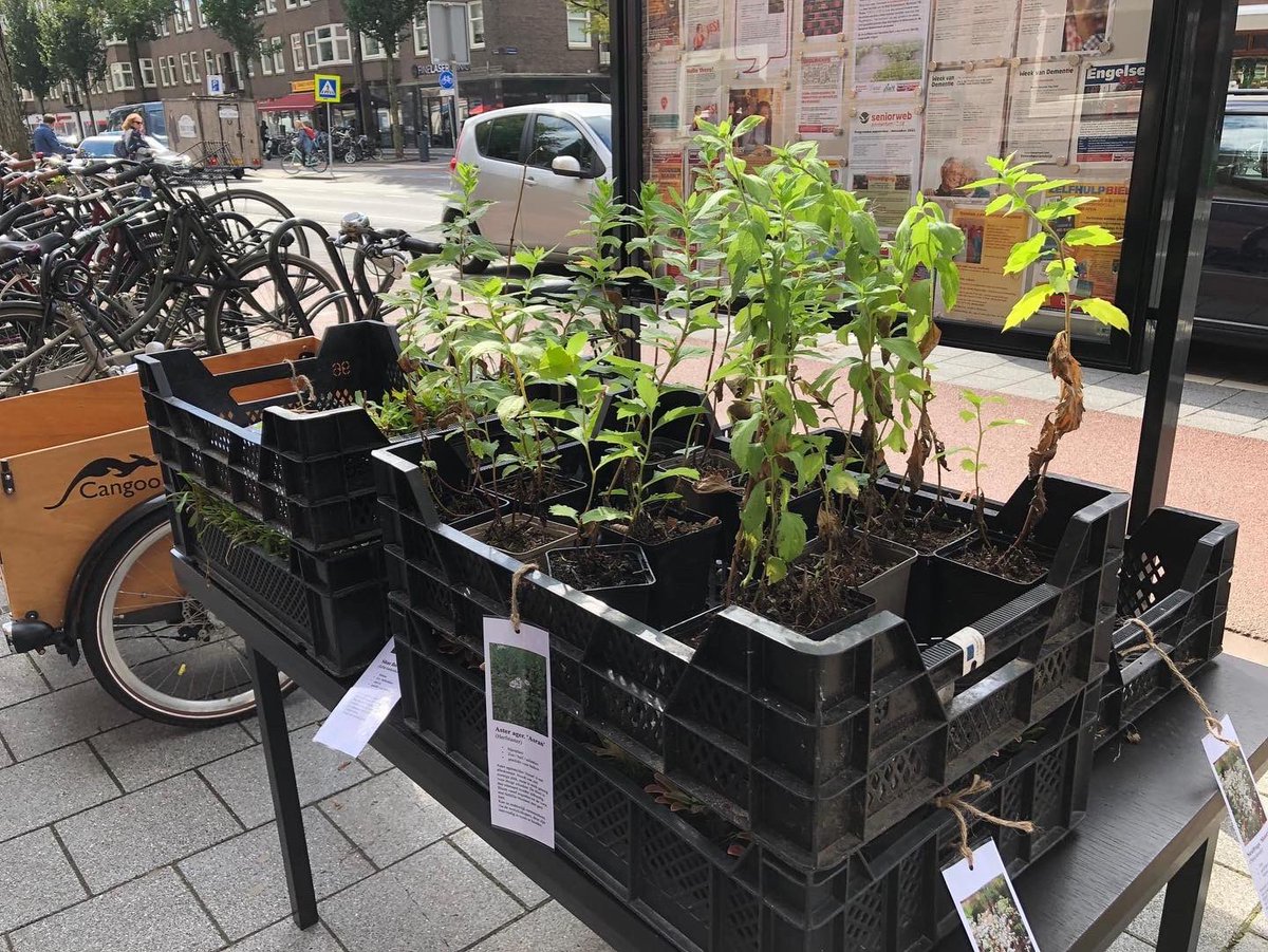 Gisteren was de eerste actiedag bij Huis v/d Wijk Rivierenbuurt! We deelden plantjes uit, legden #geveltuinen aan én gaven informatie en tips. 21 sept t/m 24 okt helpen we #Rivierenbuurt-bewoners met het vergroenen van hun huis, tuin of straat🌱 Meer info: rainproof.nl/rivierenbuurt