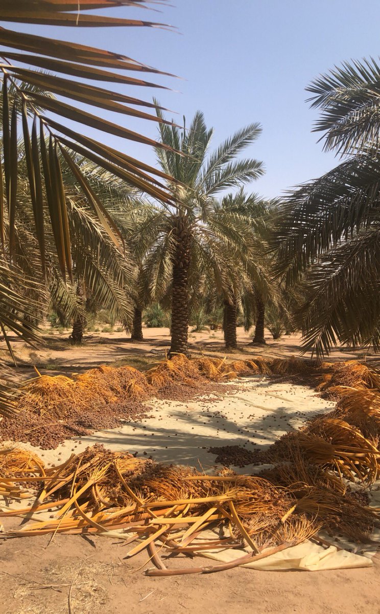 عشوائيات الصباح 🌴❤️