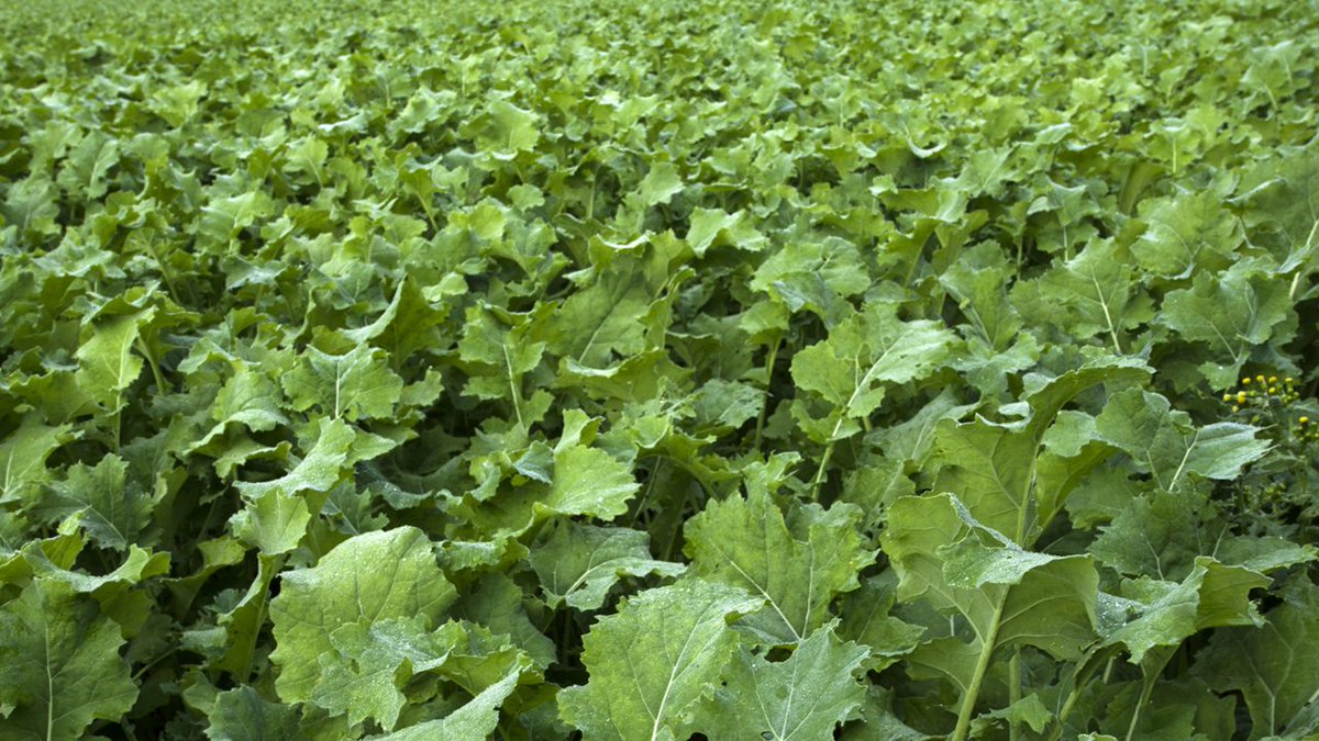 FORAGE CROPS - mailchi.mp/13c0f0bd39bb/f…