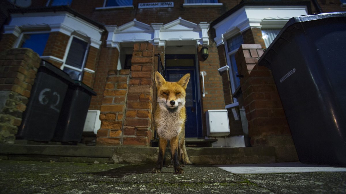 Our new 'Rewilding our Cities' report led by <a href="/Pettorelli/">Nathalie Pettorelli</a> is out! It shows how increased urban #rewilding efforts could boost wildlife and buffer city dwellers from the worst impacts of #ClimateChange: ow.ly/oZWq50KPlRA 
 <a href="/ZSLScience/">ZSL Science</a> 📷 Matthew Maran #NatureAtHeart