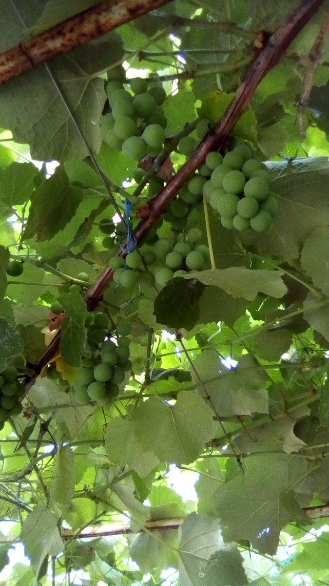 vasy13ionela's tweet photo. #20220922 , #grapes , #purple , #purplegrapes , #ripe , #unripe , #vineyard , #vine , #grapery , #vault , #arch , #green , #garden , #autumn , #nature #π± #πΈ #π #π€οΈ #π https://t.co/dRRCKLeiGc