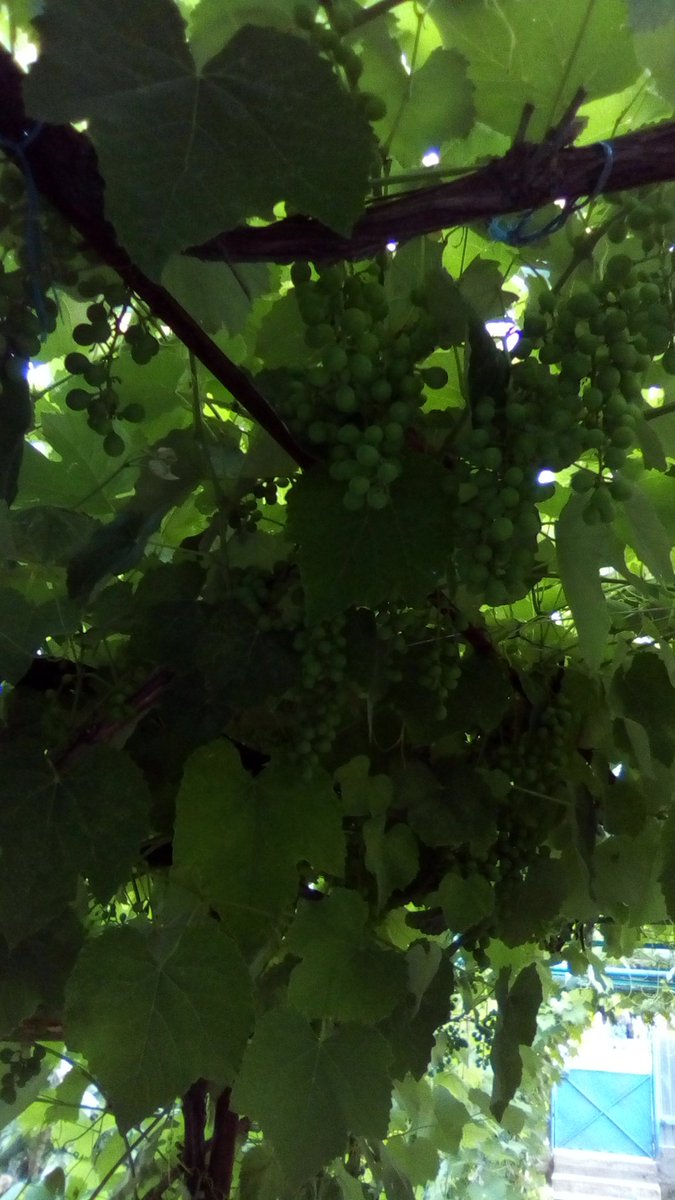 vasy13ionela's tweet photo. #20220922 , #grapes , #purple , #purplegrapes , #ripe , #unripe , #vineyard , #vine , #grapery , #vault , #arch , #green , #garden , #autumn , #nature #π± #πΈ #π #π€οΈ #π https://t.co/dRRCKLeiGc