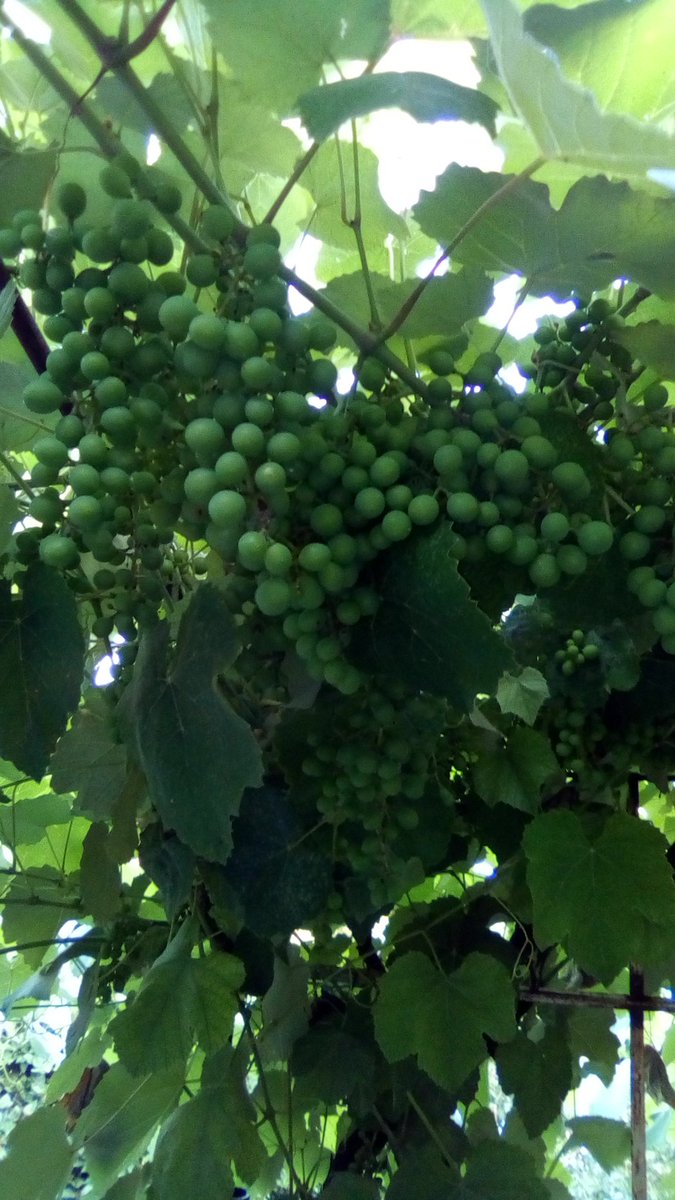 vasy13ionela's tweet photo. #20220922 , #grapes , #purple , #purplegrapes , #unripe , #vineyard , #vine , #grapery , #vault , #arch , #green , #garden , #autumn , #nature #π± #πΈ #π #π€οΈ #π https://t.co/iWPCHb8Yqz