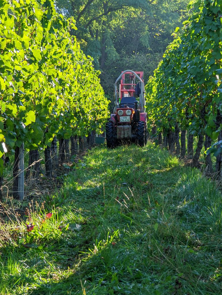 SamothRelgi's tweet photo. #Weinlese #Flein #Samtrot 🍇🍷 https://t.co/QB7DL2bAZ8
