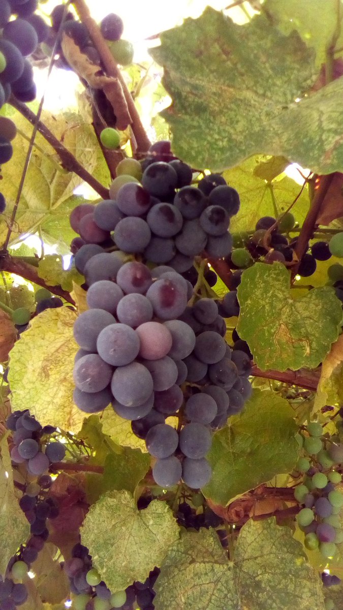 vasy13ionela's tweet photo. #20220922 , #grapes , #purple , #purplegrapes , #ripe , #vineyard , #vine , #grapery , #vault , #arch , #green , #garden , #autumn , #nature #π± #πΈ #π #π€οΈ #π https://t.co/HuiXofSqvl