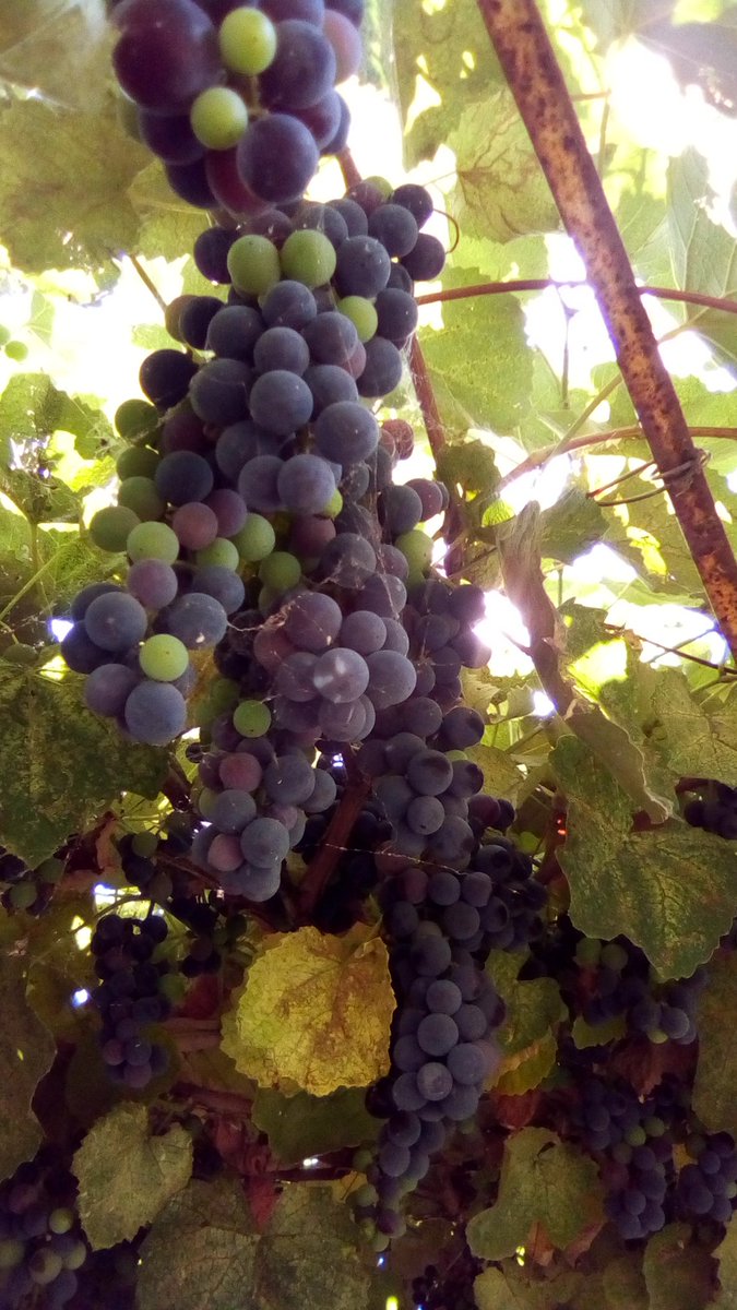 vasy13ionela's tweet photo. #20220922 , #grapes , #purple , #purplegrapes , #ripe , #vineyard , #vine , #grapery , #vault , #arch , #green , #garden , #autumn , #nature #π± #πΈ #π #π€οΈ #π https://t.co/HuiXofSqvl