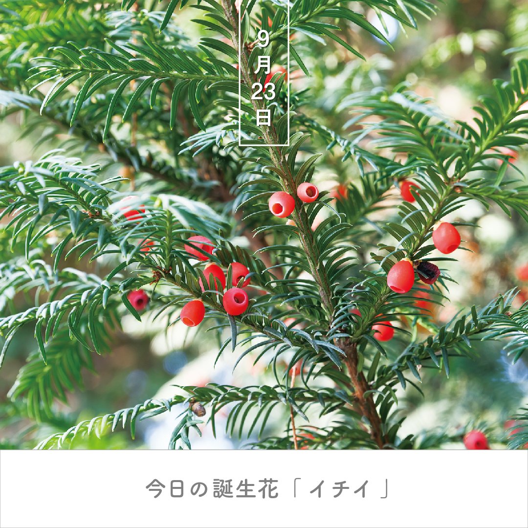 幸せてんとう虫 Siawase Tento Twitter