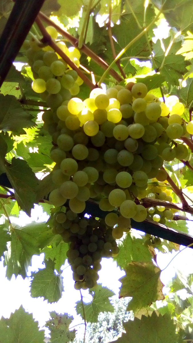 vasy13ionela's tweet photo. #20220922 , #grapes , #ripe , #white , #whitegrapes , #vineyard , #vine , #grapery , #vault , #arch , #green , #garden , #autumn , #nature #π± #πΈ #π #π€οΈ #π https://t.co/3tNN6T0vl0
