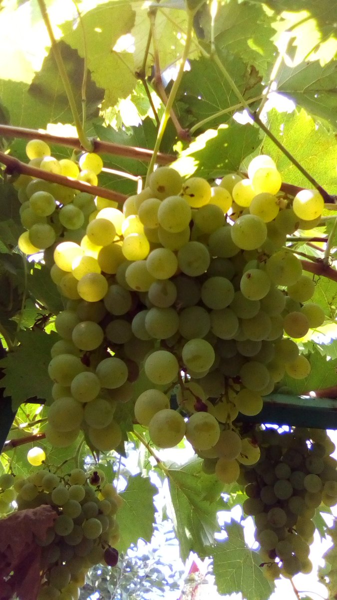 vasy13ionela's tweet photo. #20220922 , #grapes , #ripe , #white , #whitegrapes , #vineyard , #vine , #grapery , #vault , #arch , #green , #garden , #autumn , #nature #π± #πΈ #π #π€οΈ #π https://t.co/3tNN6T0vl0