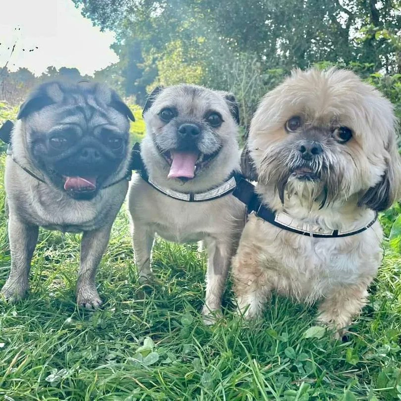 scottybhoy19660's tweet photo. #keeva #rocky #chewie
our 3 rescue dogs @kazzs1974 https://t.co/3QjdvXX82R