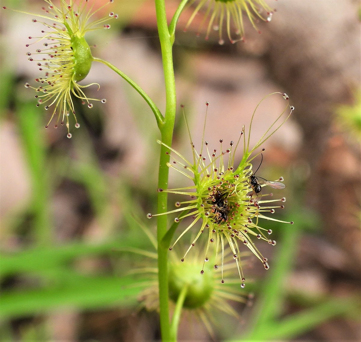 Delightful day surveying near Alexandra (yes, on a public holiday!) - can't go past a #carnivorousplant! #droserapeltata #ownpic