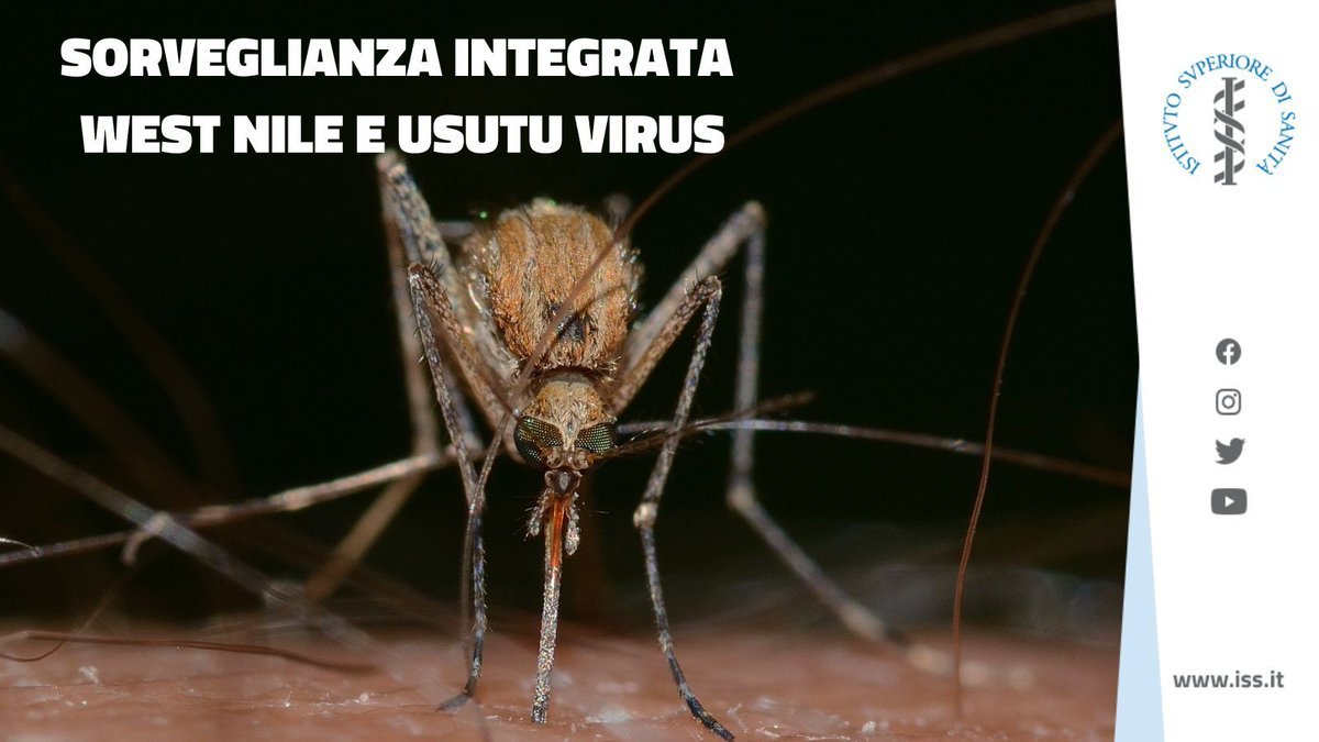 🪰 #WestNile, situazione e prevenzione

🗣️Da inizio giugno in Italia 517 casi e 28 decessi
🦠 5 casi di Usutu
👩‍⚕️ridurre l’esposizione alle punture di zanzare è ad oggi l'unico strumento per prevenire il contagio

🔎Aggiornamenti e indicazioni👇
bit.ly/WestNile_Situa…