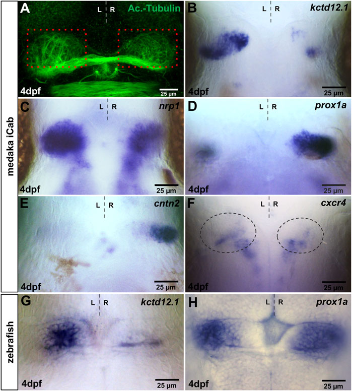 CIBIO_UniTrento's tweet photo. 📢 A new work by the @CarlLab12 is now out in @FrontCellDevBio
🔬 Conserved and diverged asymmetric gene expression in the brain of #teleosts
➡️ https://t.co/sZFVHr7fFX
#CIBIOpaper #medaka https://t.co/UEFL5pVYGN
